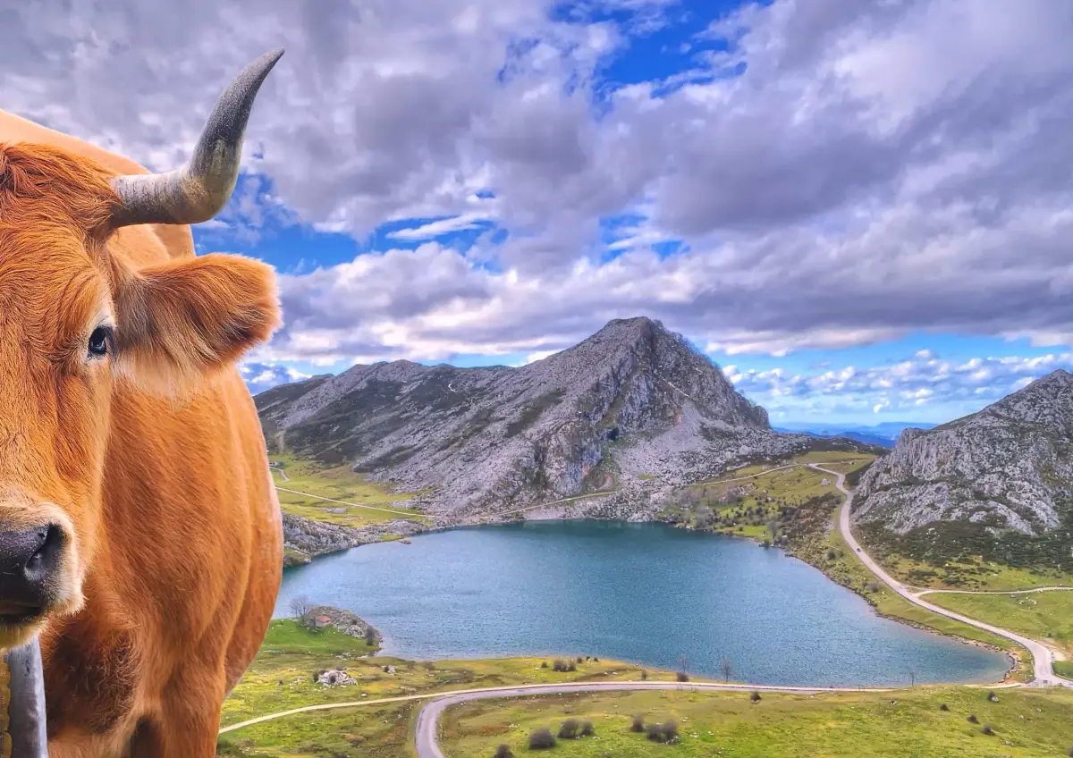 An Asturian cow beside Lake Enol, in Covadonga