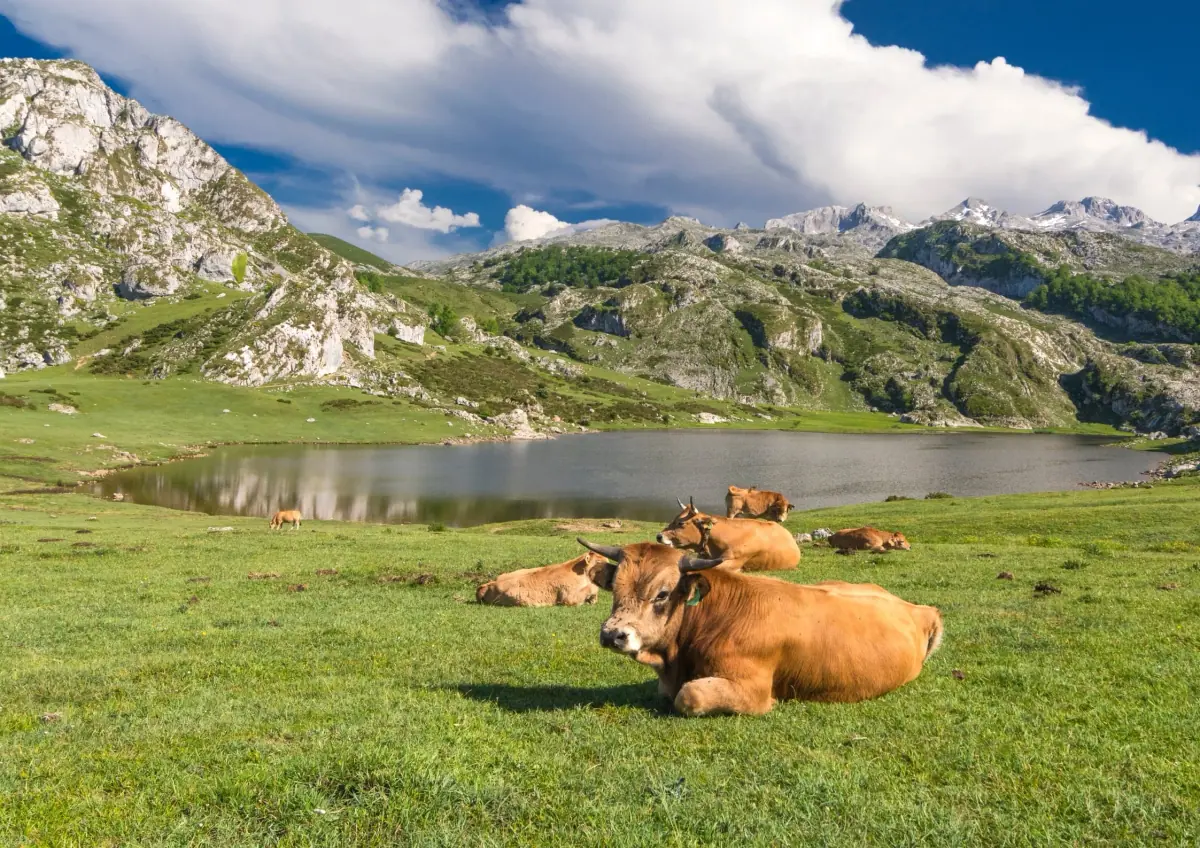 Cows lying in the pastures by the Lakes of Covadonga