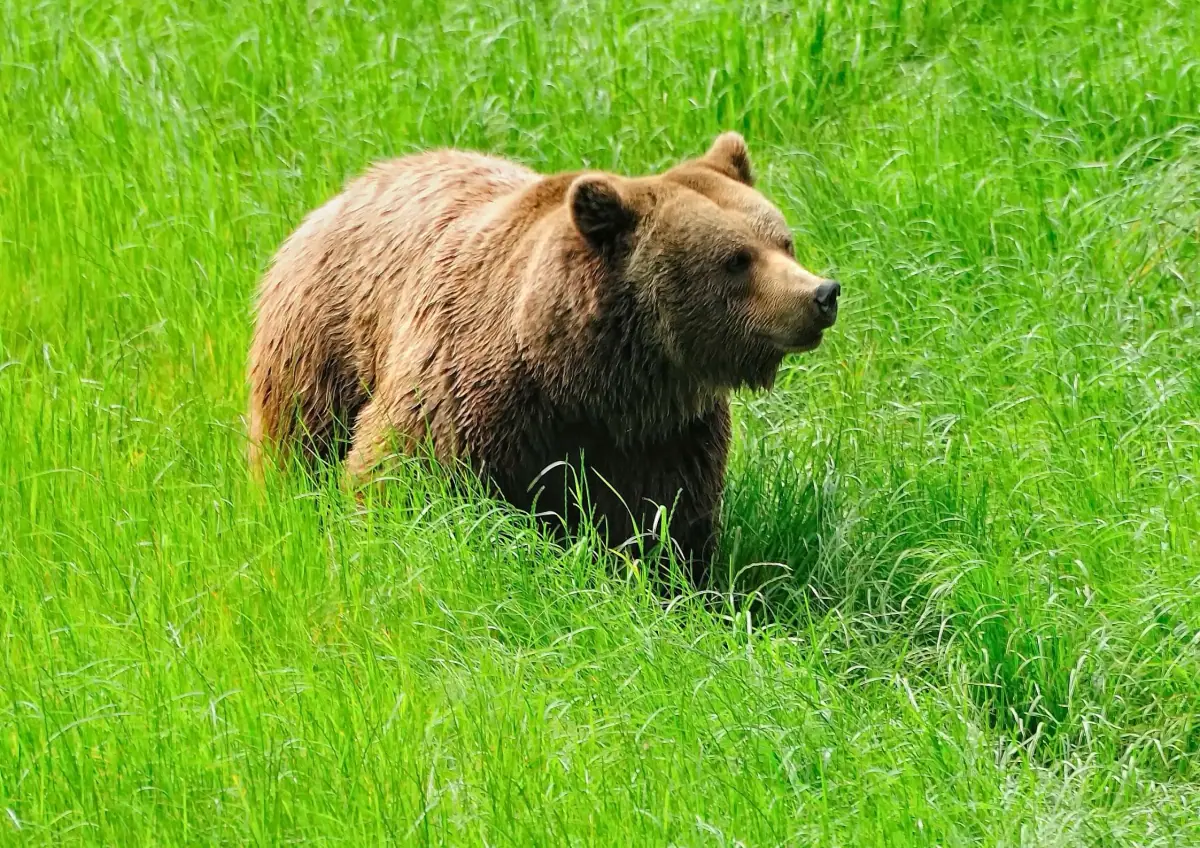A brown bear in Somiedo Natural Park