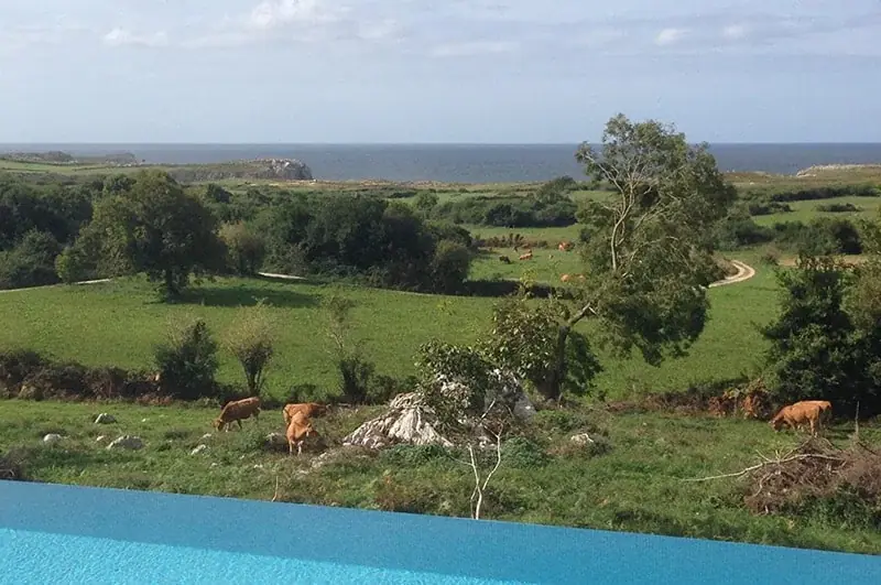 Cows grazing in the meadow, seen from the pool