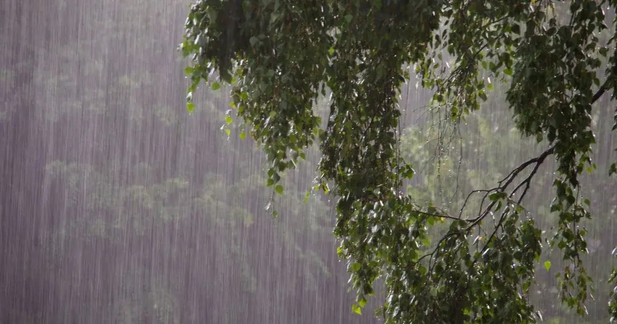 A tree wet with rain in Llanes